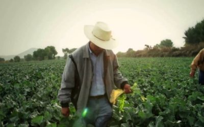 Desafíos Profundos para el Campo Mexicano: Despoblación Rural y Crisis Agrícola en Medio de la Emergencia Climática