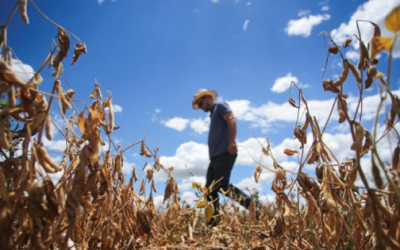 Clima afectará el suministro global de alimentos: analistas.