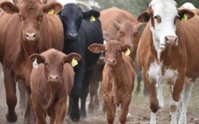 Ganaderos de Tamaulipas van por un mejor estatus sanitario para potenciar la exportación.