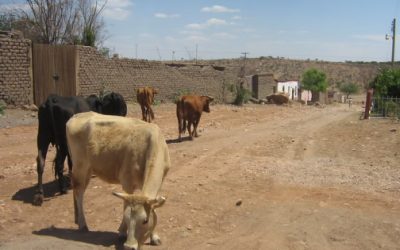 Descartan mayor muerte de ganado por sequía en Durango.