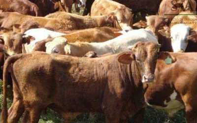 Producción de leche ascendió a 79 mil litros y la de carne a 23 mil toneladas, de enero a noviembre de 2023