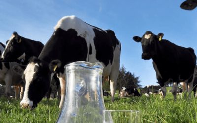 ¿QUÉ NUTRIENTES NOS APORTA LA LECHE?