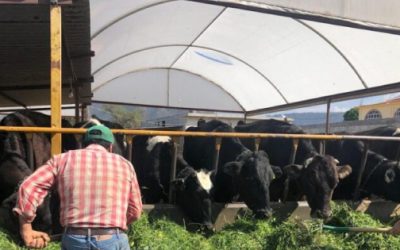 ¡Impulsando el Agro en Tulancingo! Productores de Leche de Huapalcalco Buscan Recursos para Proyectos Sostenibles