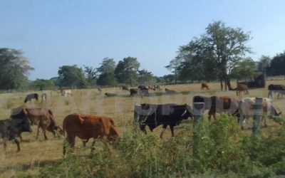 Ganaderos abandonan actividades lecheras.