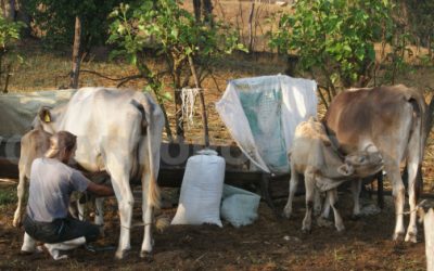 Ganaderos duplican producción de leche