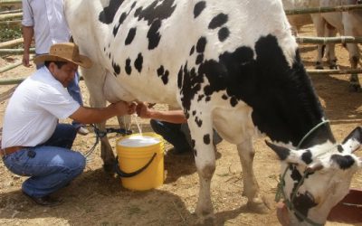 En la Cámara de Diputados, Cuquis Camarena llama a Segalmex y Liconsa para que no detengan la compra de leche a productores de Jalisco