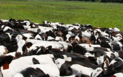 Promedio anualizado de parámetros en hatos lecheros de la Comarca Lagunera (2023)