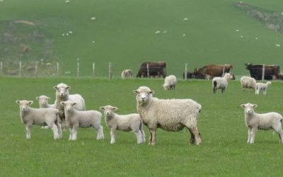 Golpe de timón. Nueva Zelanda elimina obligación de que productores paguen por las emisiones ganaderas.