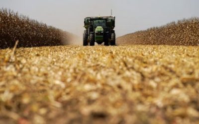 Quitan granos brillo a agroexportación.