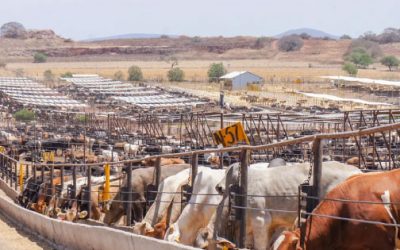 Más agua, más inversión: ganadería de Nuevo León se fortalece.