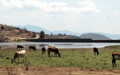 Sequía merma el hato ganadero en Querétaro.