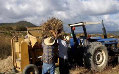 Campo sufre doble sequía: sin agua y sin crédito para cosechar.