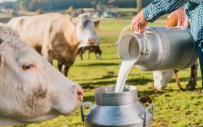 Sigue estancado tema de los precios para productores de leche