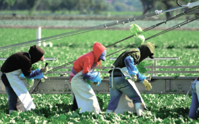 Inseguridad y políticas públicas impactan en las exportaciones agrícolas.