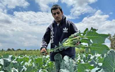 Sólo aumentará en hortalizas la producción agrícola este año, prevé SIAP.