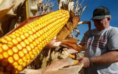 China reduce compras de maíz a EU y México las incrementa.