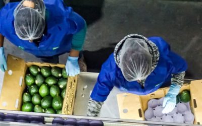 Michoacán encabeza exportación agrícola.
