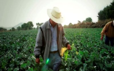 Fortalece México su relación agroalimentaria con AL.