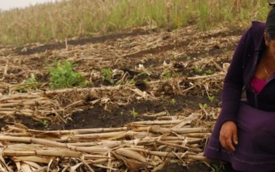 Campesinas alertan a Sheinbaum de la baja participación femenina agropecuaria en México.