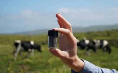 Entendiendo cómo un alga roja reduce las emisiones de metano de las vacas.