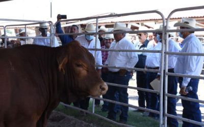 Hato ganadero se ha reducido un 35% en el estado por la sequía: Asociación Ganadera de Juárez