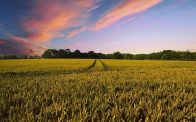 Los agricultores estadounidenses quieren adaptarse al cambio climático, pero el seguro de cosechas no se lo permite.