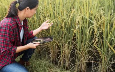 China tendrá su propio cultivo de biocombustibles de semillas oleaginosas contra la pobreza: una idea.