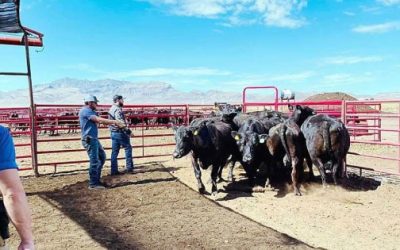 Protegen con operativos producción agropecuaria.