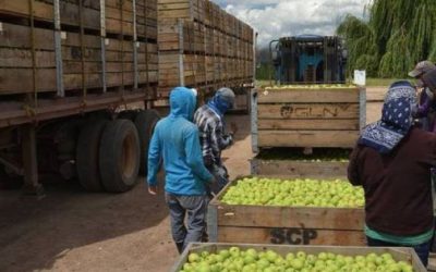 Pese a una sequía histórica, Chihuahua es líder en la producción de seis agro productos