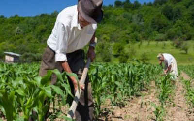 El relevo generacional en el campo mexicano