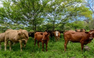 Jalisco es referente nacional en ganadería sustentable.