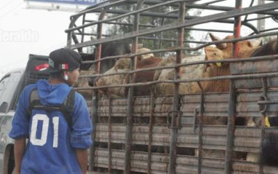 Ganado tuvo fin digno en sequía