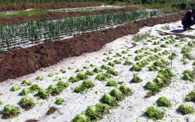 Impacta el clima precios del agro