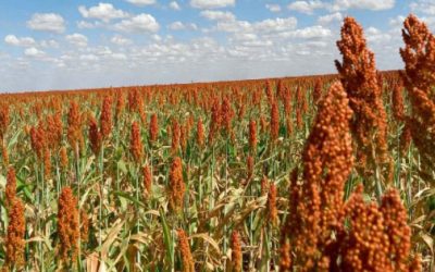 A los productores de sorgo de Tamaulipas se les apoyará con 270 mdp.