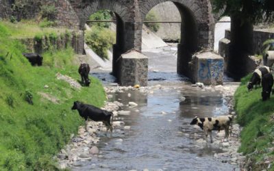 Industria agropecuaria en Puebla, de las menos preocupadas en el cuidado ambiental.