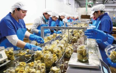 LA PRODUCCIÓN DE ALIMENTOS EN MÉXICO EMPLEÓ A MÁS DE 6 MILLONES DE PERSONAS EN 2023, VOLVIÉNDOLO UNO DE LOS PRINCIPALES SECTORES MANUFACTUREROS.