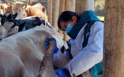 Aplicarán más de 3 mil pruebas en ganado vacuno