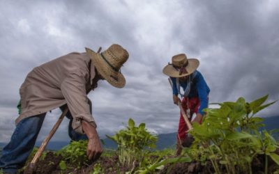 Consejo Mexicano para el Desarrollo Rural Sustentable, mucho que aportar al siguiente sexenio.