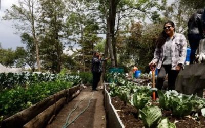 Promueven sistemas alimentarios sostenibles.