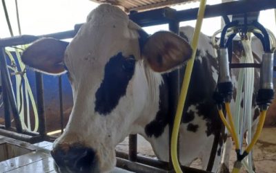 Ganaderos sinaloenses demandan una mayor captación de leche por parte de la industria local