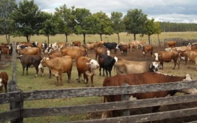 Van 5 delegaciones ganaderas colocadas en comunidades rurales