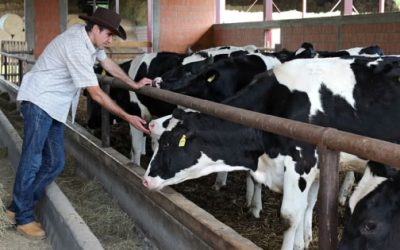 Factores predisponentes para la presencia de problemas podales en vacas