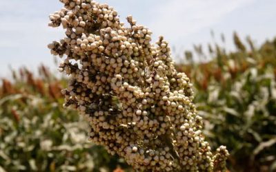 Mala semilla afecta eel desarrollo de sorgo forrajero: investigadores