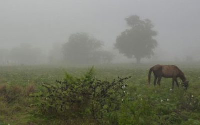 Lluvias alcanzan los 59.8 milímetros; atienden sectores anegados en Torreón