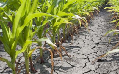 El estrés hídrico ¿poca agua?