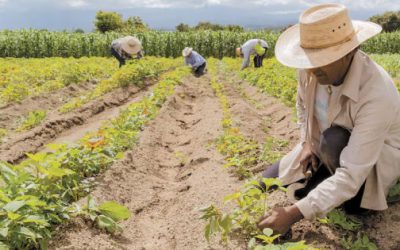 Hay más empleo, pero no en el agro