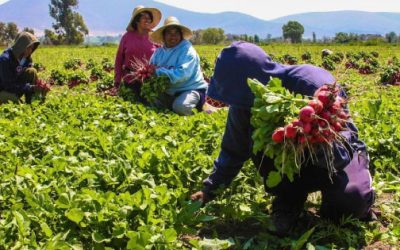 El papel de la agricultura en la economía mexicana.