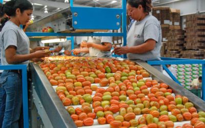 Exportaciones de sector agro suman 32 mmdd