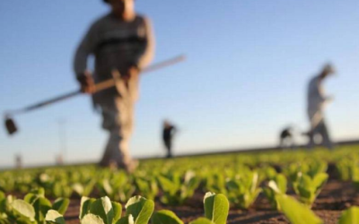 La agricultura regenerativa necesita publicidad explicativa y subsidios gubernamentales