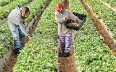 En su mejor momento, la relación agroalimentaria México-EU.